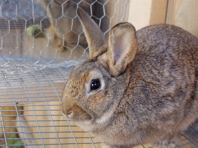 Содержание кроликов и уход за ними в Бредах | ЗооТом портал о животных