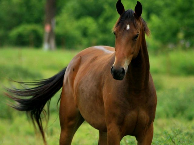Содержание лошадей и уход за ними в Бредах | ЗооТом портал о животных