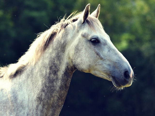 Уход за лошадьми в Бредах | ЗооТом портал о животных