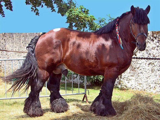 Породы лошадей в Бредах | ЗооТом портал о животных