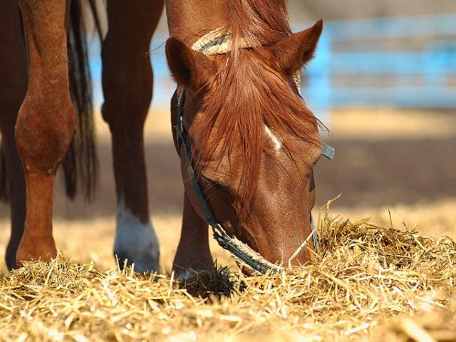 Содержание лошадей в Бредах | ЗооТом портал о животных