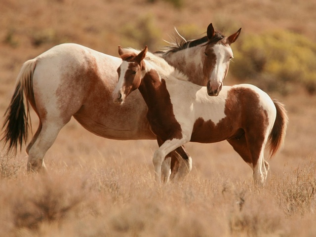 Интересные факты лошадях в Бредах | ЗооТом портал о животных