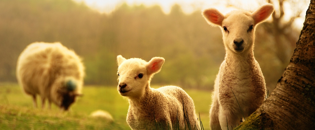 Объявления о сельскохозяйственных животных | ЗооТом - продажа, вязка и услуги для животных в Бредах