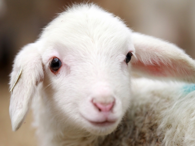Овцы и бараны в Бредах | ЗооТом портал о животных