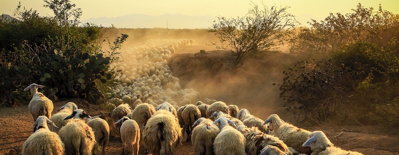 Все об овцах в Бредах | ЗооТом портал о животных