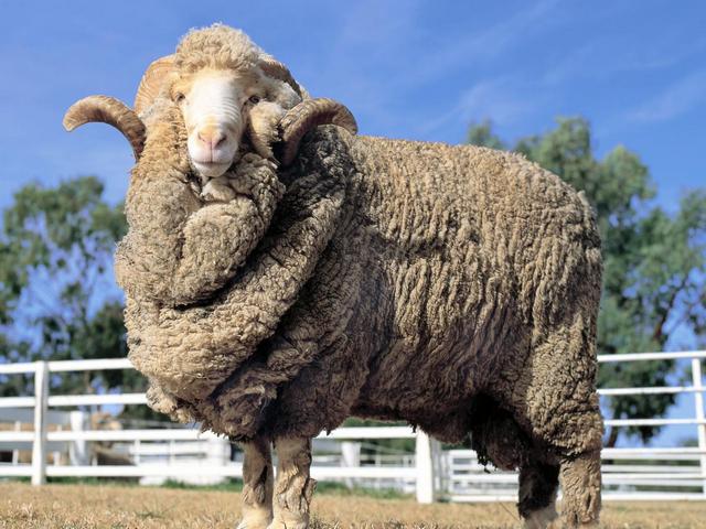 Породы овец в Бредах | ЗооТом портал о животных