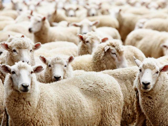 Породы овец в Бредах | ЗооТом портал о животных