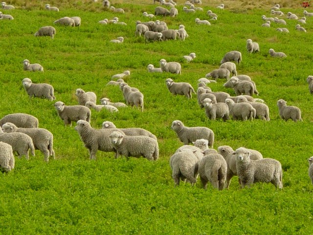 Содержание овец и уход за ними в Бредах | ЗооТом портал о животных