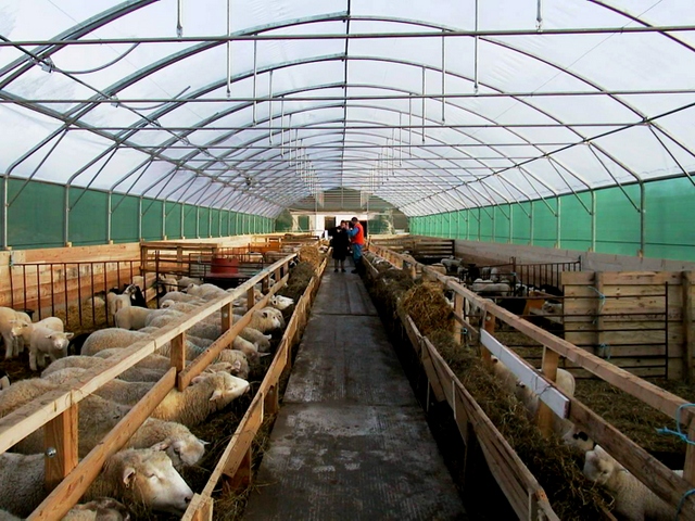 Содержание овец и уход за ними в Бредах | ЗооТом портал о животных