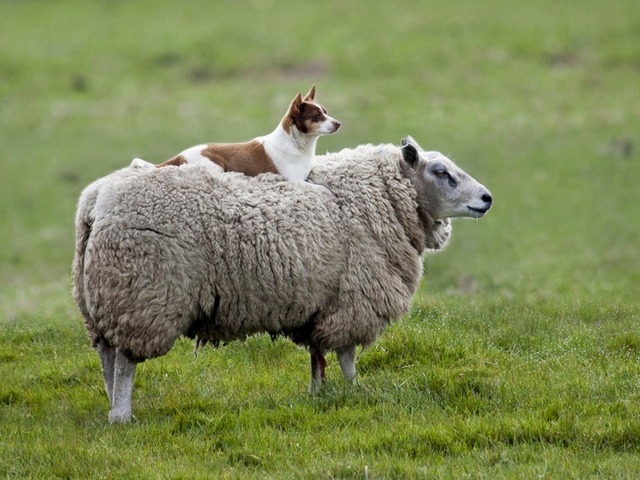 Все об овцах в Бредах | ЗооТом портал о животных