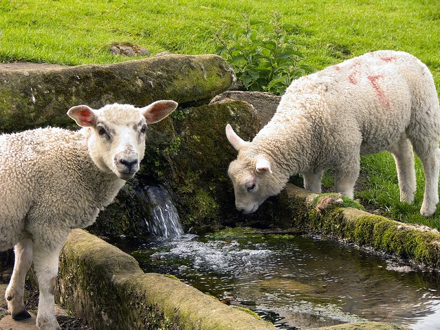 Статьи об овцах в Бредах | ЗооТом портал о животных