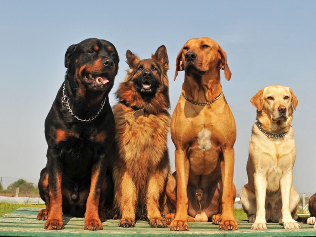 Крупные породы собак в Бредах | ЗооТом портал о животных