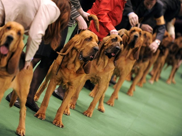 Выставки собак в Бредах