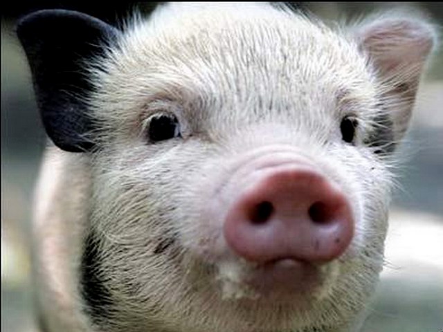 Породы свиней в Бредах | ЗооТом портал о животных