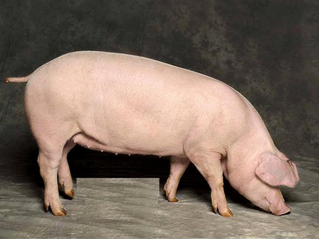 Породы свиней в Бредах | ЗооТом портал о животных