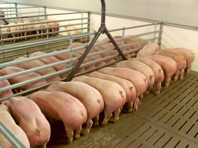 Содержание свиней и уход за ними в Бредах | ЗооТом портал о животных