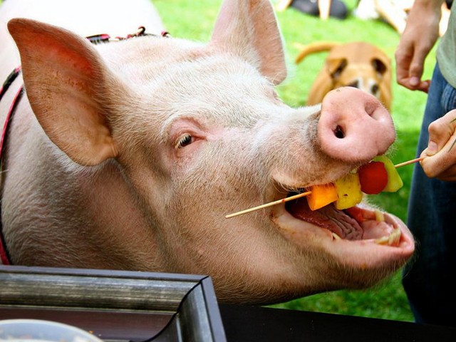 Статьи о свиньях в Бредах | ЗооТом портал о животных
