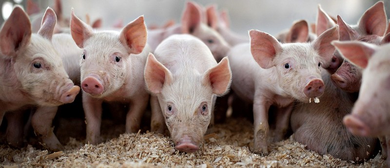 Все о свиньях в Бредах | ЗооТом портал о животных