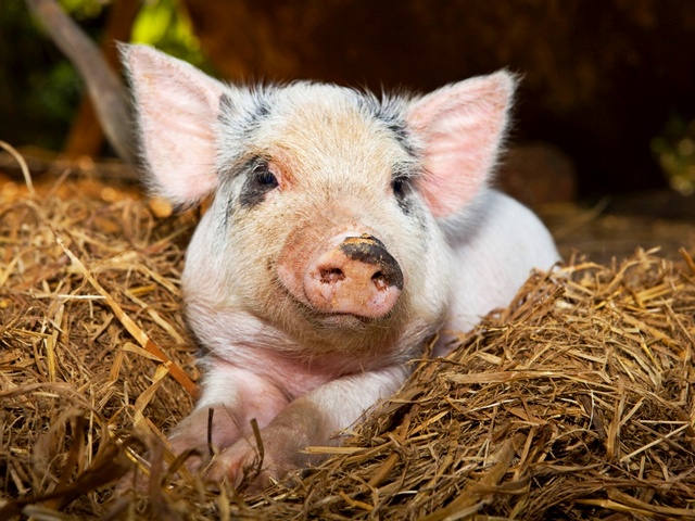 Все о свиньях в Бредах | ЗооТом портал о животных