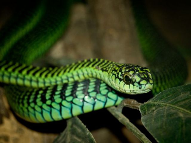 Породы змей в Бредах | ЗооТом портал о животных