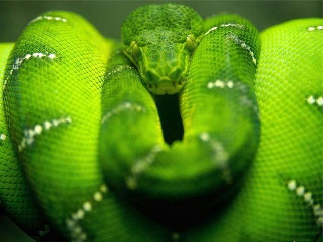 Породы змей в Бредах | ЗооТом портал о животных