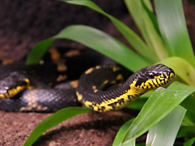 Содержание змей и уход за ними в Бредах | ЗооТом портал о животных