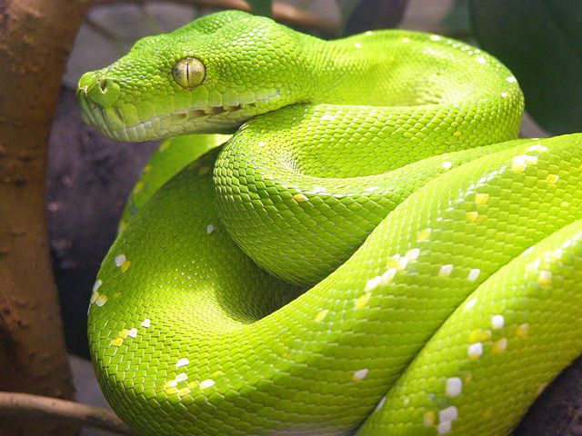 Содержание змей и уход за ними в Бредах | ЗооТом портал о животных