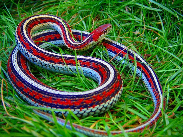 Все о змеях в Бредах | ЗооТом портал о животных