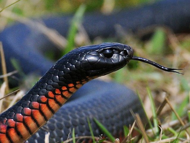 Все о змеях в Бредах | ЗооТом портал о животных
